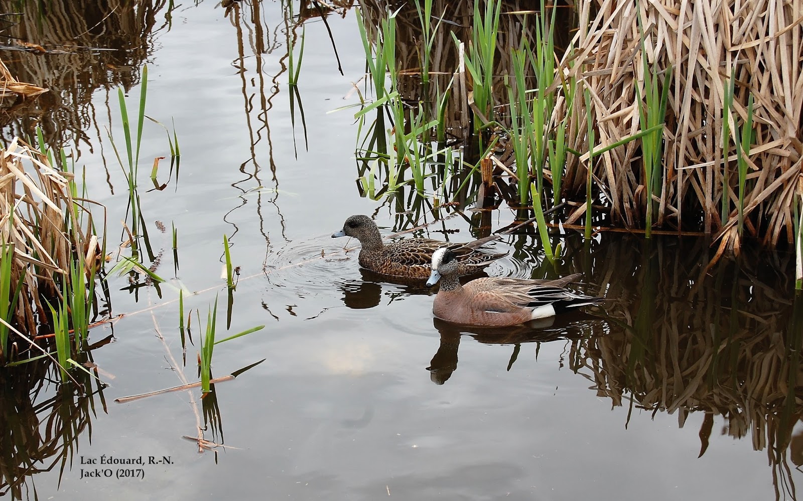 L'OEIL AU VERT LAC ÉDOUARD (ROUYNNORANDA). 22 MAI 2017