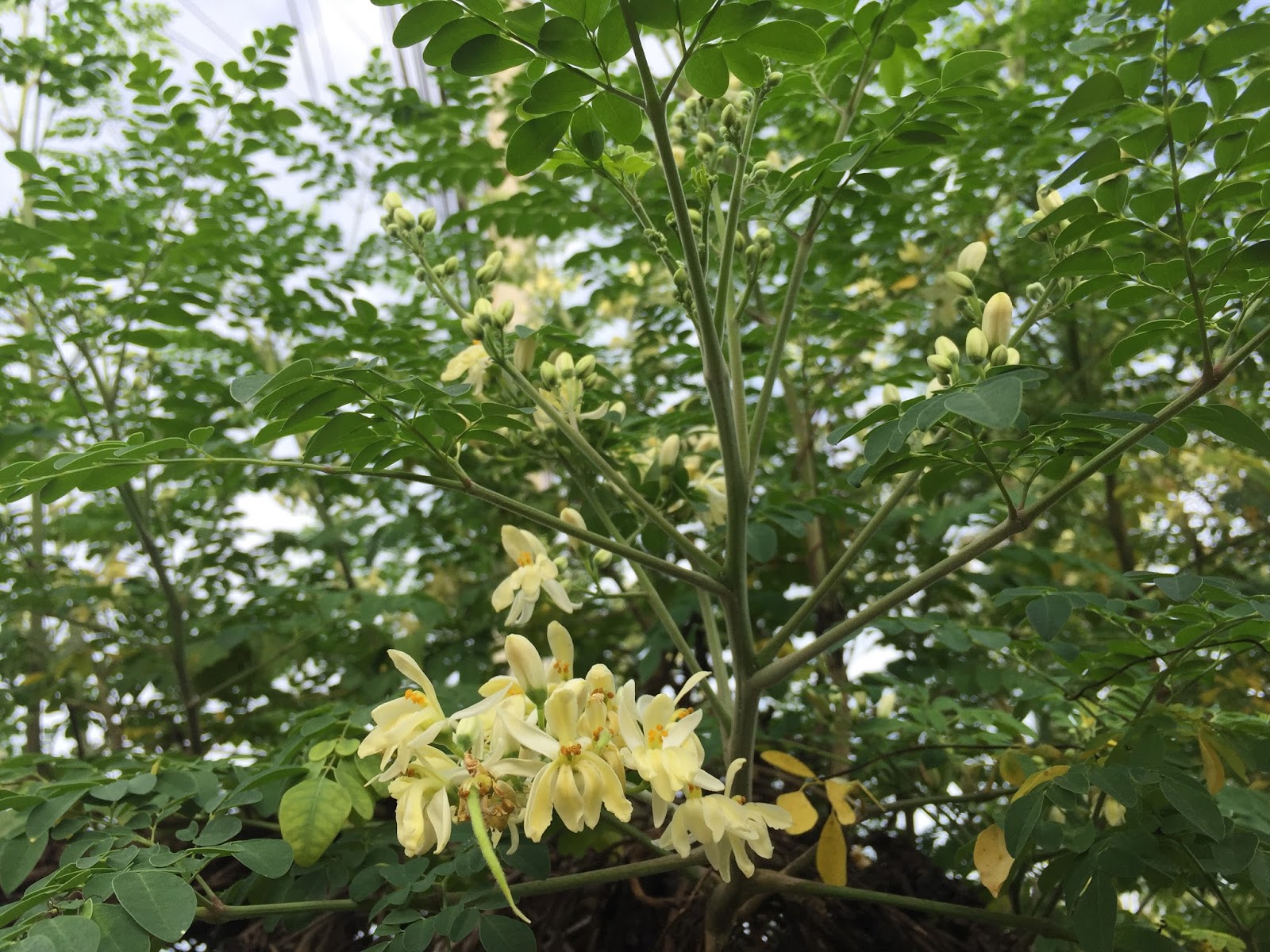 Drumstick tree (Moringa Oleifera) and its benefits for health Life Care Post