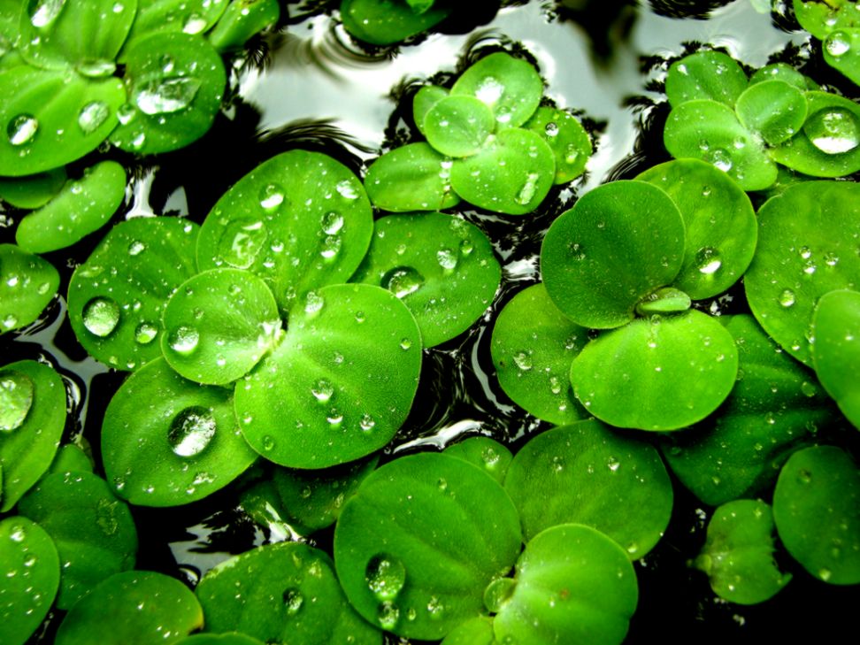 Green Flowers Wallpapers HD Pictures  One HD Wallpaper Pictures