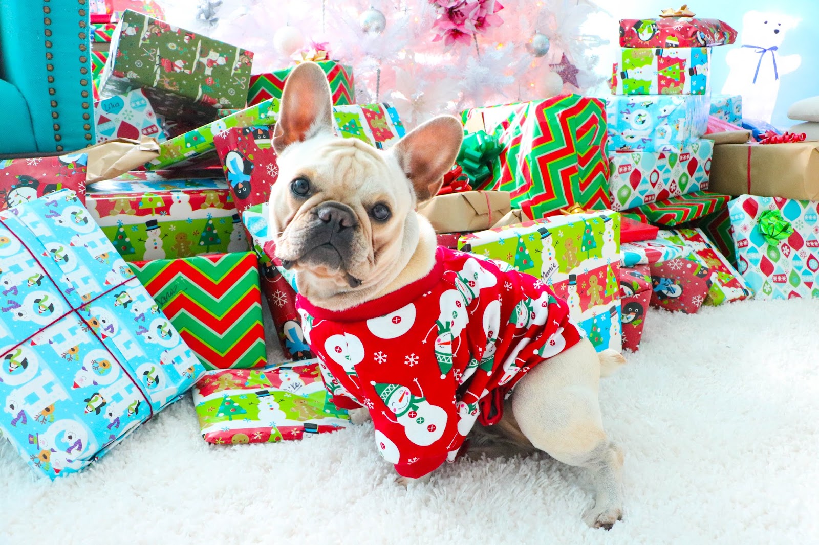 Cute Christmas photoshoot with pet dog