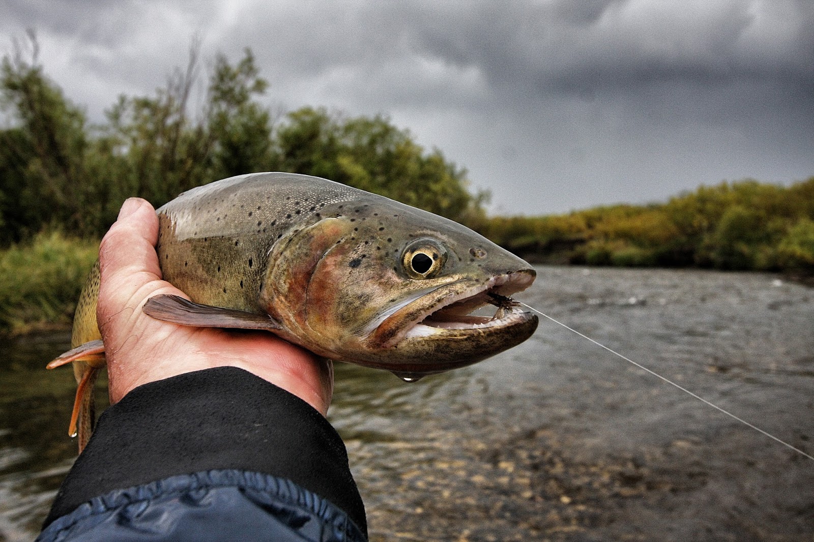 Fly Paper Big Trout in Small Streams Nothing Finer!