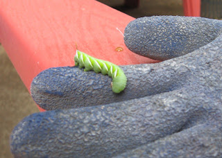 download horn worm download horn worm