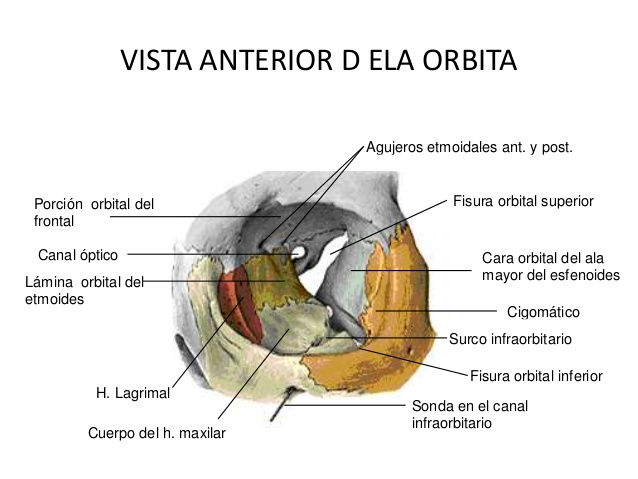 ANATOMÍA HUMANA : CRANEO EN SU CONJUNTO.