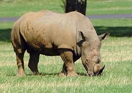 Zoo Animals - Rhino