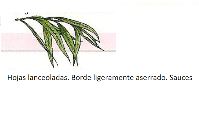 Identificación de árboles: Hoja caduca simple lanceolada