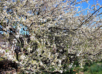 Cerezos en flor