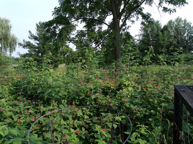 Gear Acres at Top of the Hill: Our Wild Black Raspberry Patch