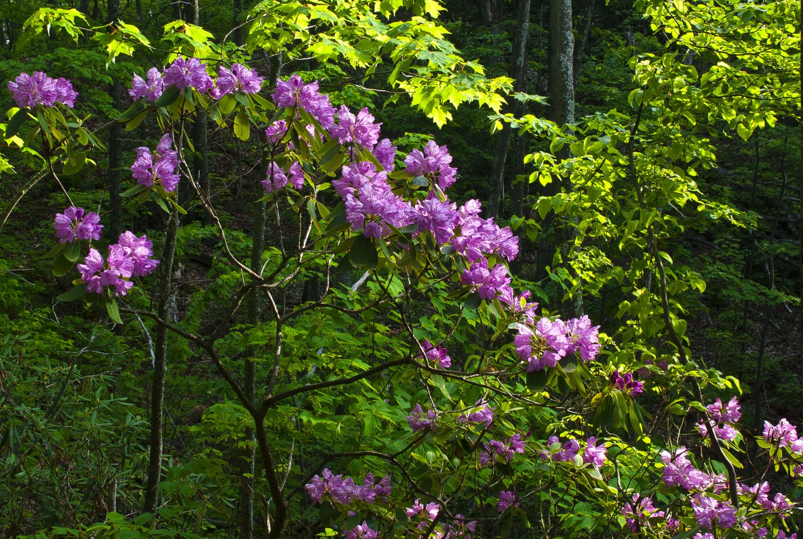 Kentucky Native Plant and Wildlife Plant of the Week Catawba Rhododendron (Rhododendron