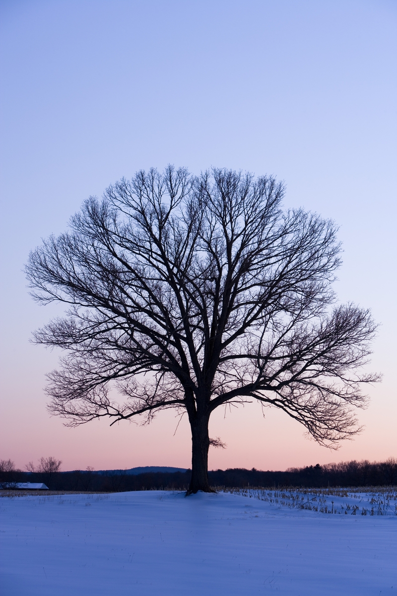 Как выглядит дерево зимой. Зимнее дерево. Клен зимой. Клен дерево зимой. Развесистое дерево.