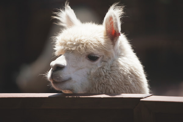 今夜星辰休閒農場2 今夜星辰休閒農場2