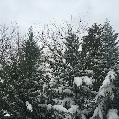 Snow covered trees during Winter Storm Jonah, the Blizzard of 2016 by Stein Your Florist Co.