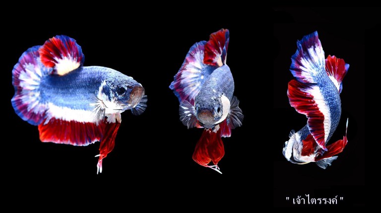 84 Gambar Ikan Cupang Termahal Di Dunia HD Terbaru
