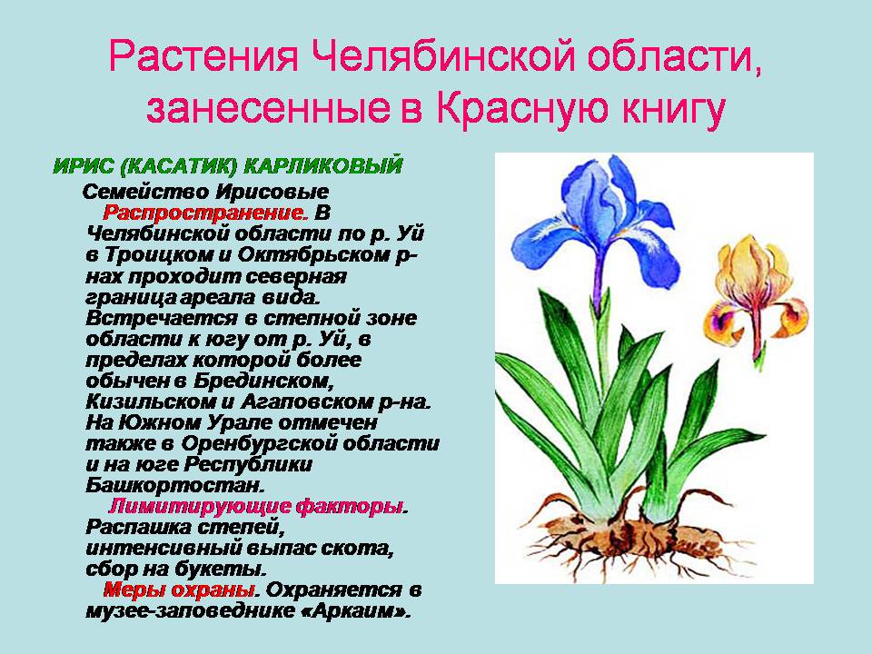 Растения красной книги ландыш майский. Растения красной книги россии. Какие животные и растения занесены в красную книгу россии. Животные и растения которые занесены в красную. Растения из красной книги россии.