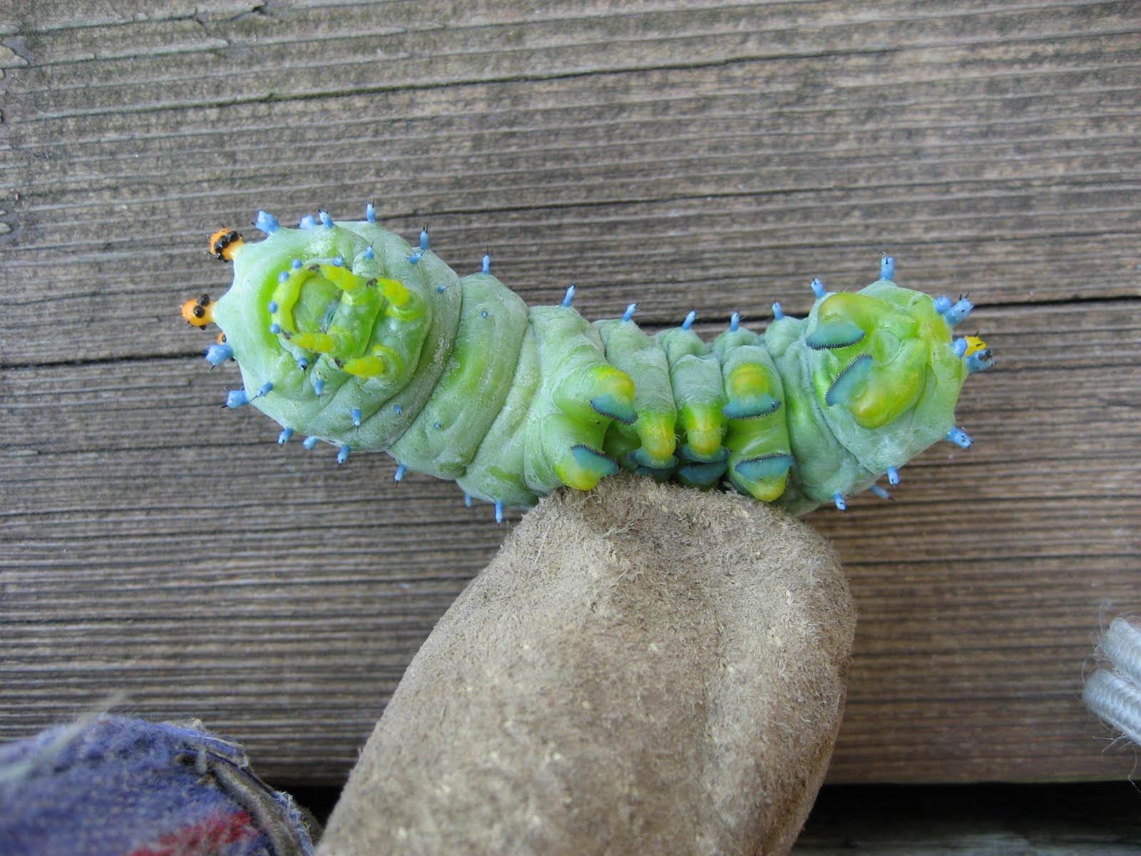 Deerthistle's Blitherings Amazing Cecropia Moth Caterpillar Pictures