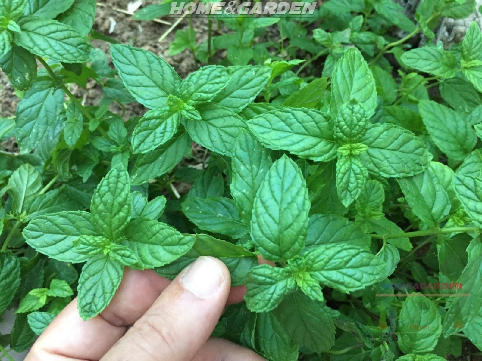 How to Grow Mint