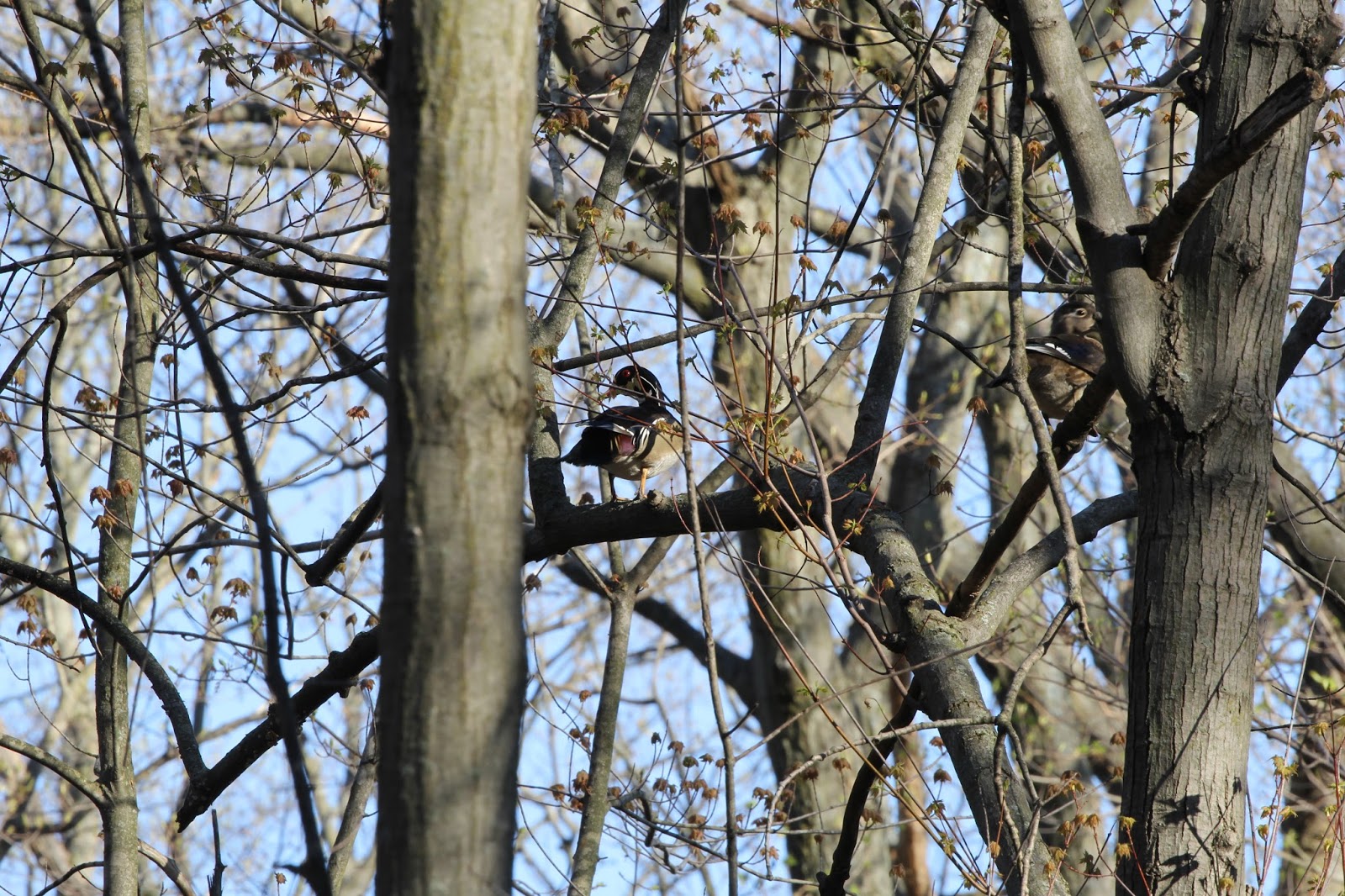 Isabella Conservation District Environmental Education Program Ducks