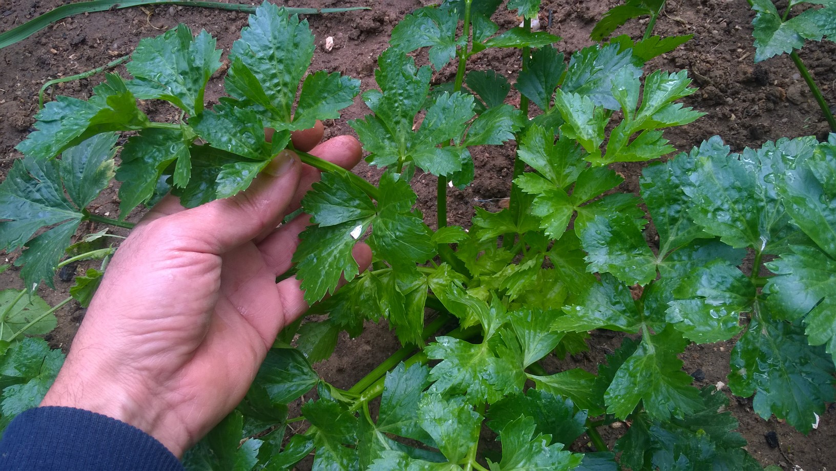 How To Grow Celery From Seeds