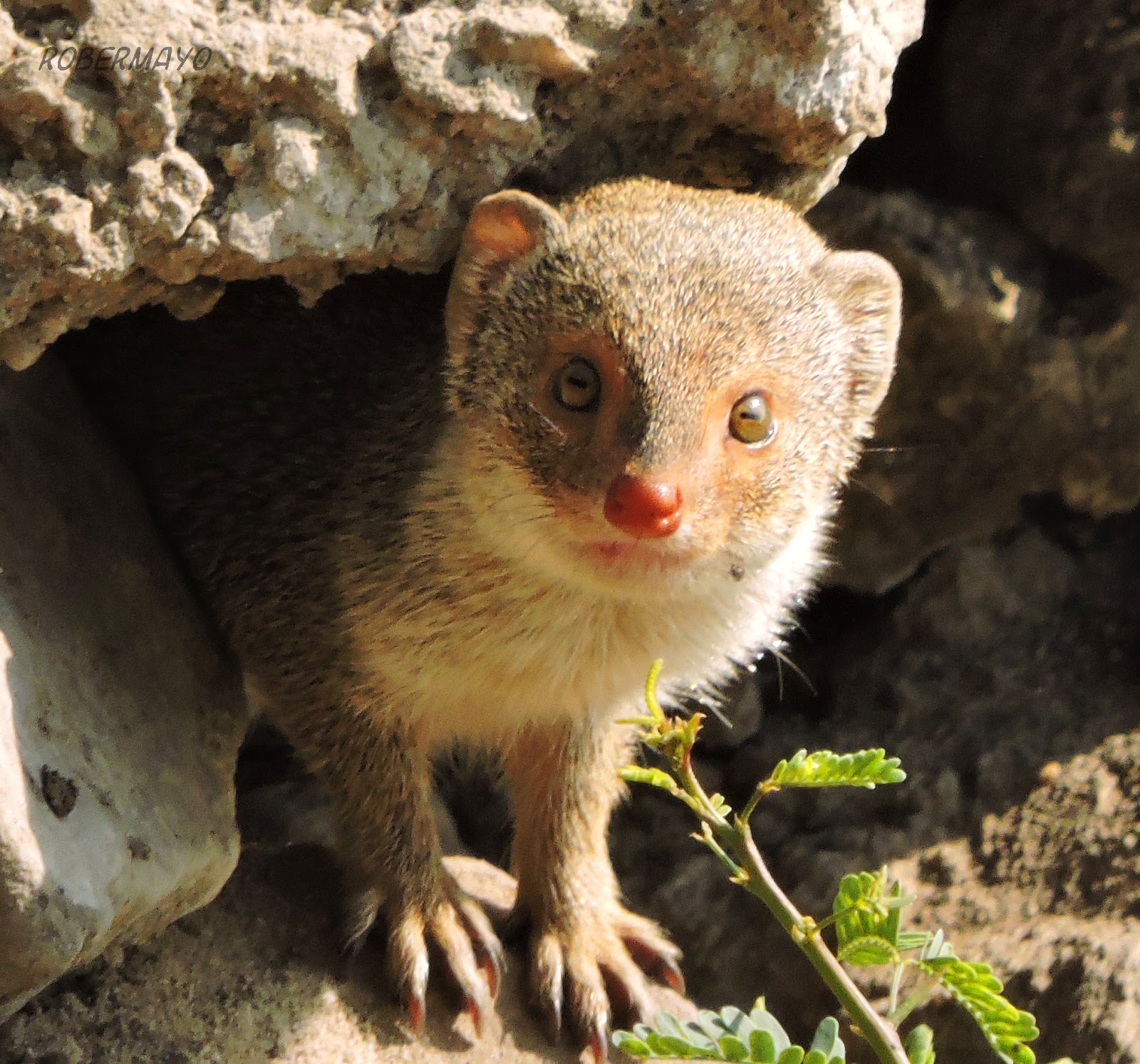 Fauna Salvaje Un paseo por los templos...