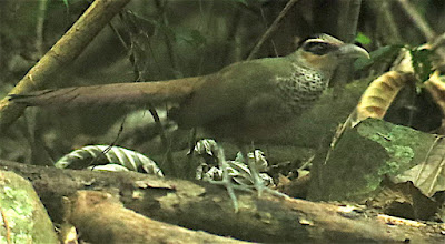 Scaled Ground-Cuckoo