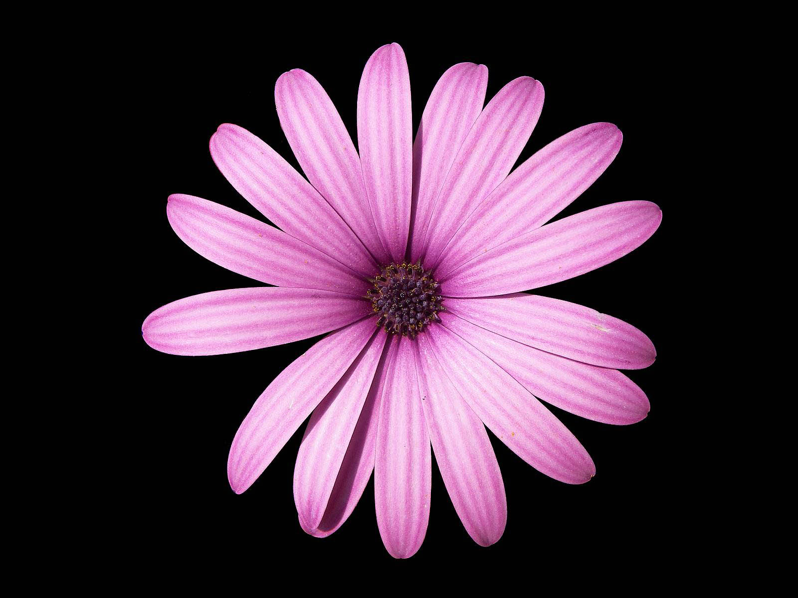 HD Wallpapers: Pink Daisy Flowers Pictures