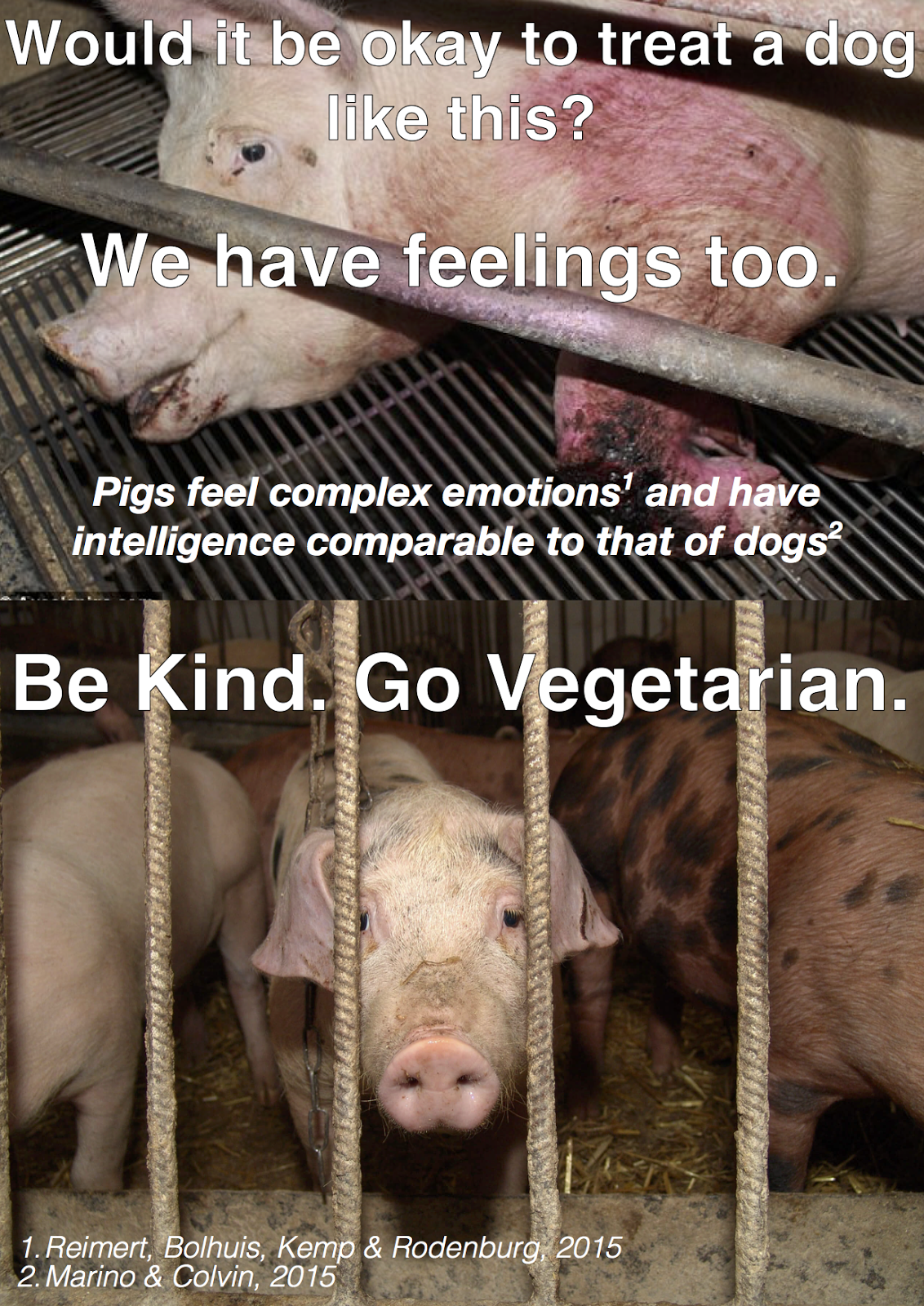 Persuasion and Influence Pigs have feelings too! Go Vegetarian!
