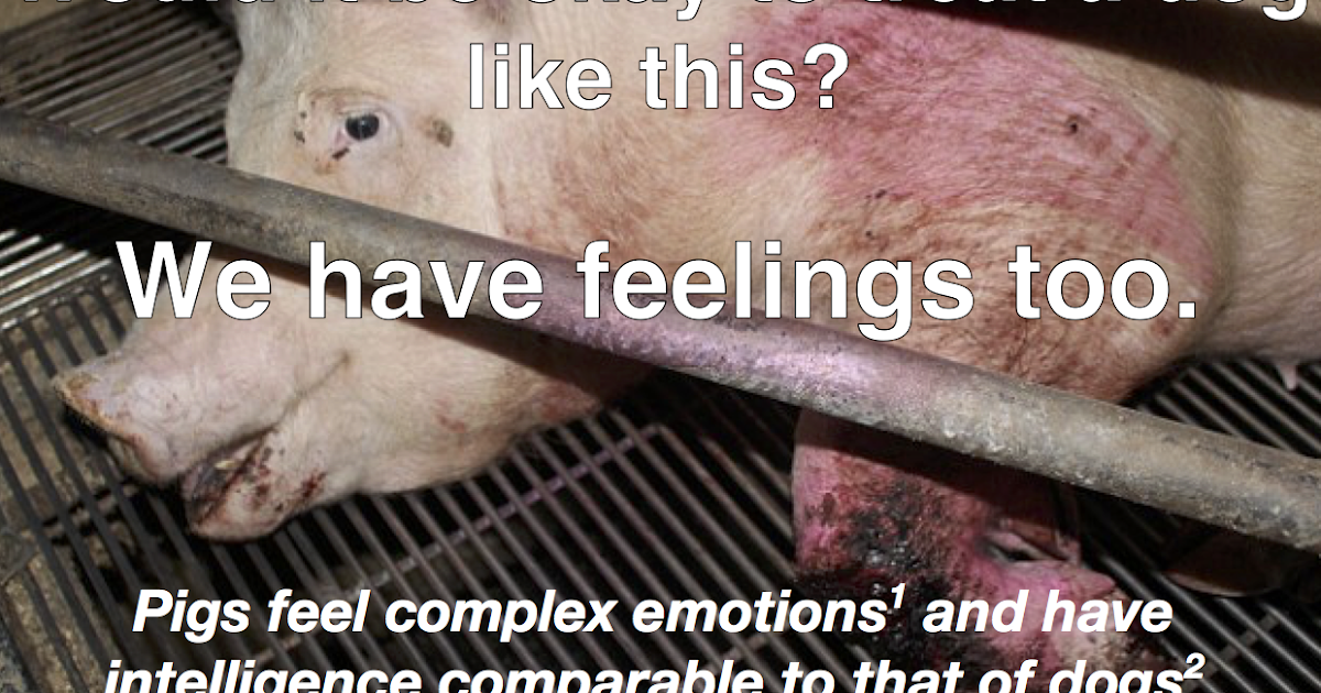 Persuasion and Influence Pigs have feelings too! Go Vegetarian!