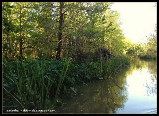 Cajun Encounters Swamp Tour, New Orleans Swamp, Louisiana alligators