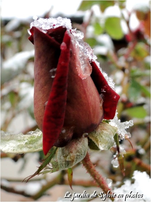 photo rose rouge givrée