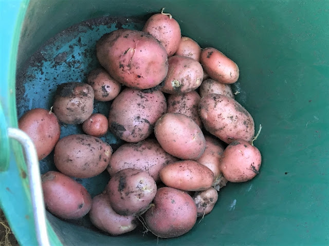 himmlischer Kartoffel-Gratin Kartoffeln frisch geerntet