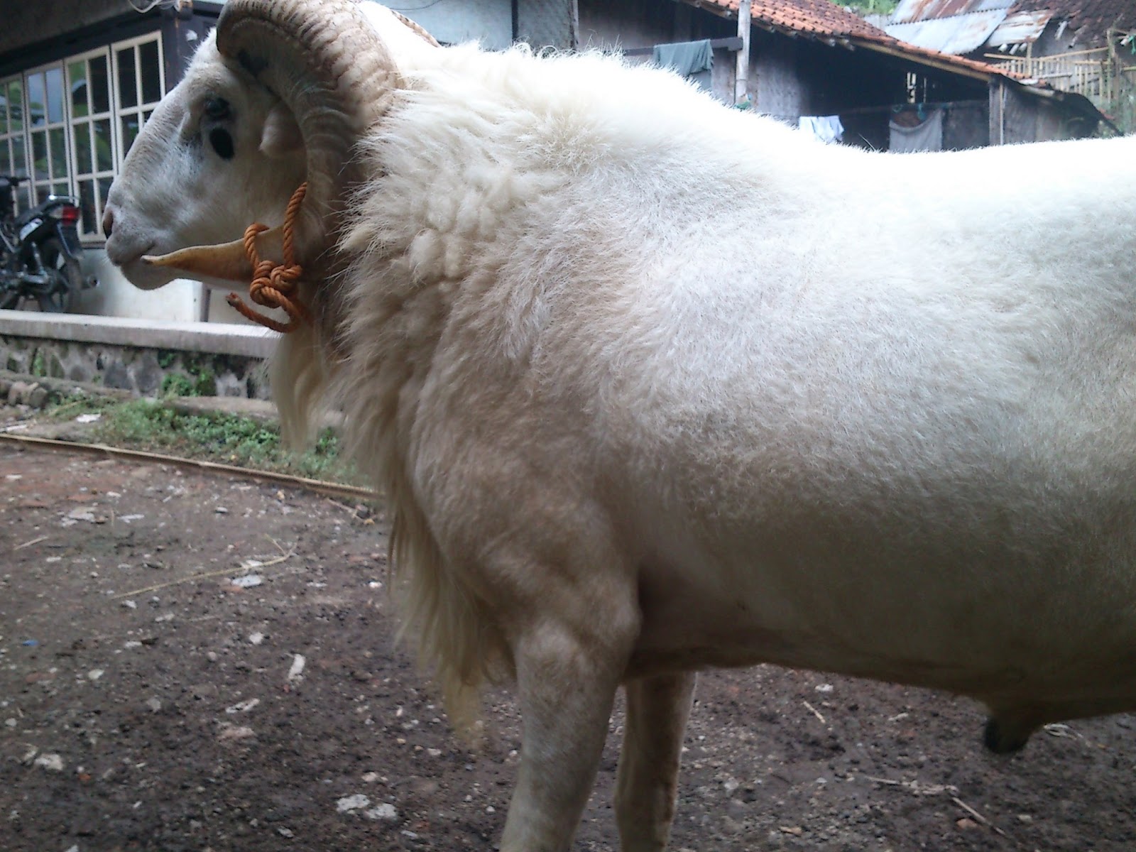 Fathni Farm n Nursery Jual bakalan domba garut  dan indukan