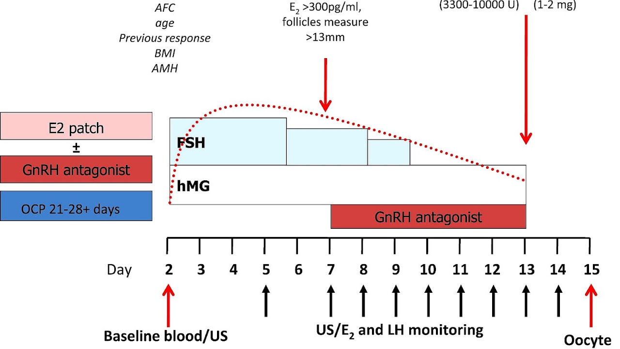 Follicle Stimulating Hormone Levels Menopause - Menopause Choices