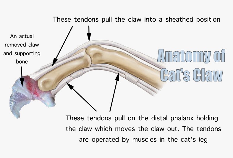 Veterinarians can do more to educate cat owners about declawing