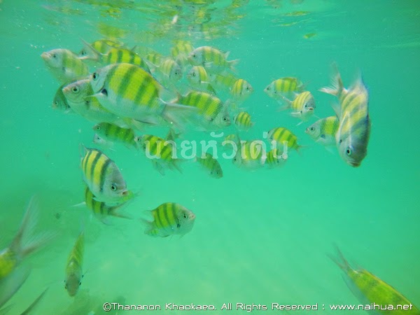 http://www.naihua.net/2014/11/koh-phi-phi-krabi-phuket.html