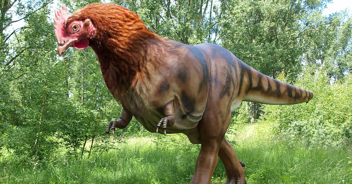 t rex is chicken