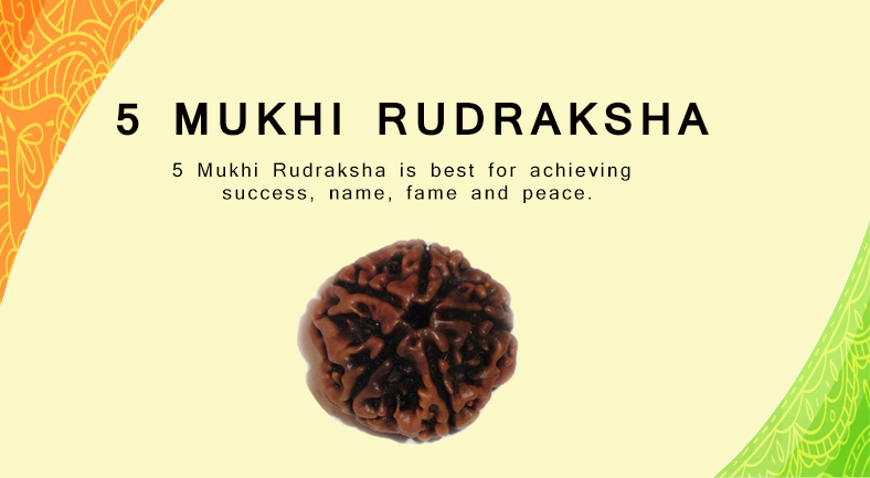 Real Rudraksha