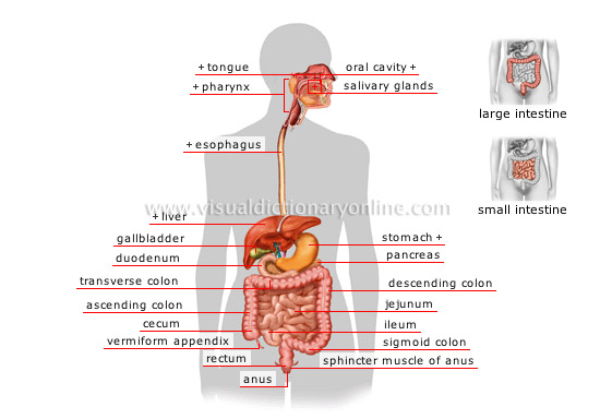 physiological Informations: Human Body: How Does It Function? - Nervous
