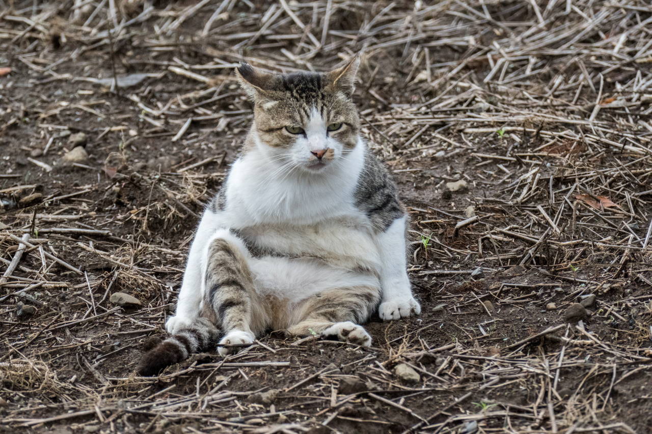 柳瀬川だより おっさん座りの猫
