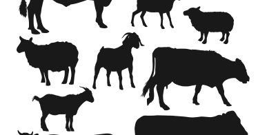 60+ Gambar Hewan Qurban Vector HD - Gambar Hewan