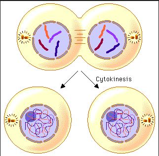 Genetic Engineering Info Biology Diagrams