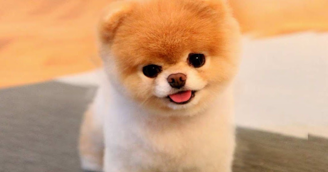 BOO SEVİMLİ KÖPEK