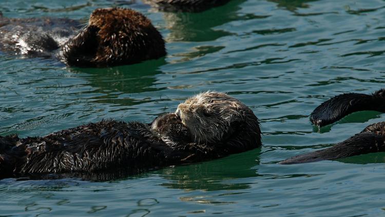 Kelp Sea Otters And Diet To Save Planet