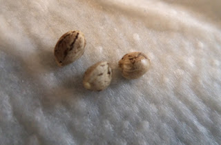 semillas germinado