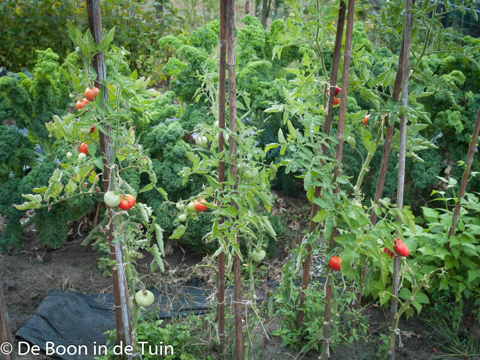 tomaten volkstuin volle grond moestuin augustus
