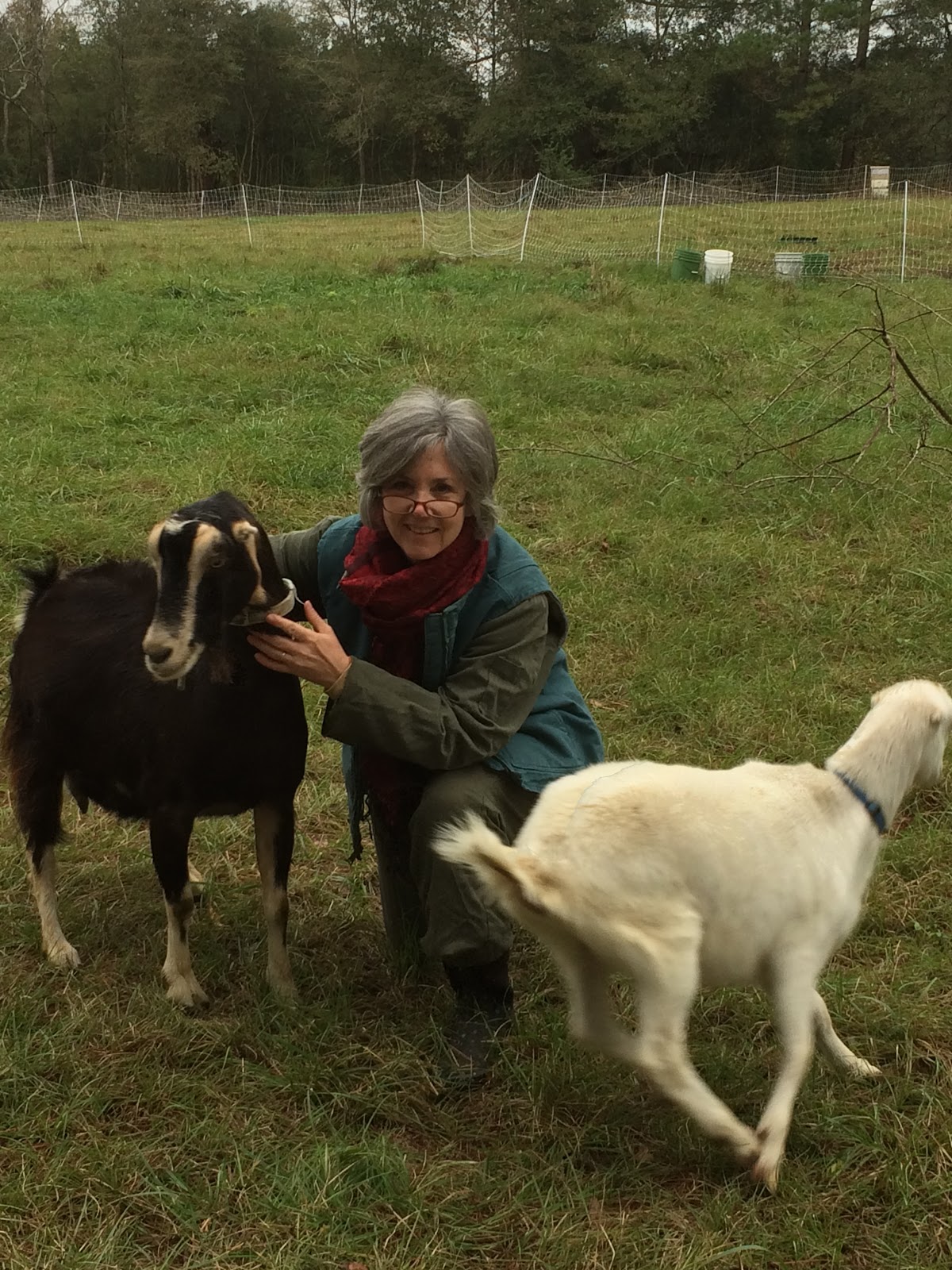 Bright Arrows Farm Goats Got Parasites? Natural Dewormer recipe