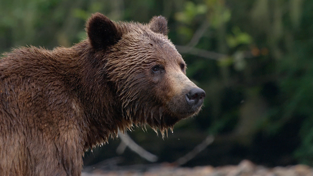 bears 2014 torrent