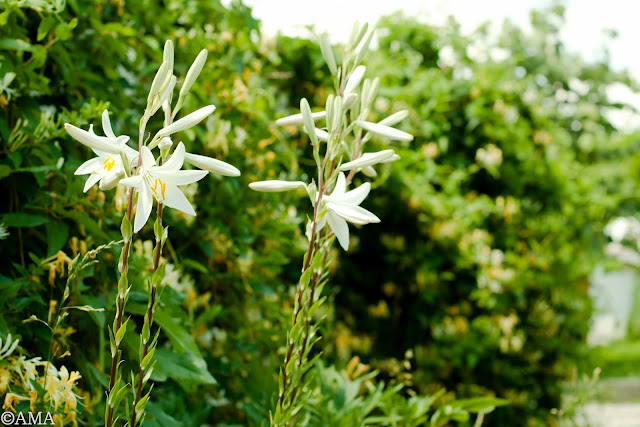 Crinul alb de gradina (lilium candidum)