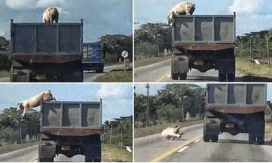 pig jumped down from a moving truck