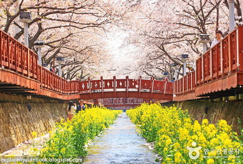 Festival bunga sakura di Jinhae Korea