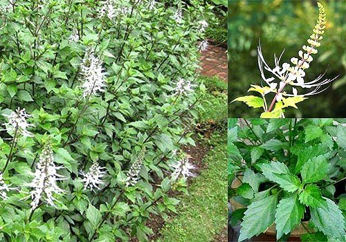 Khasiat dan Manfaat Tanaman Kumis Kucing Bagi Kesehatan | Obat Keloid