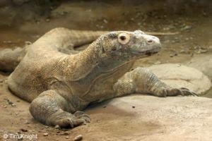 Penjelasan Mengenai Hewan  Bertulang  Belakang Vertebrata  